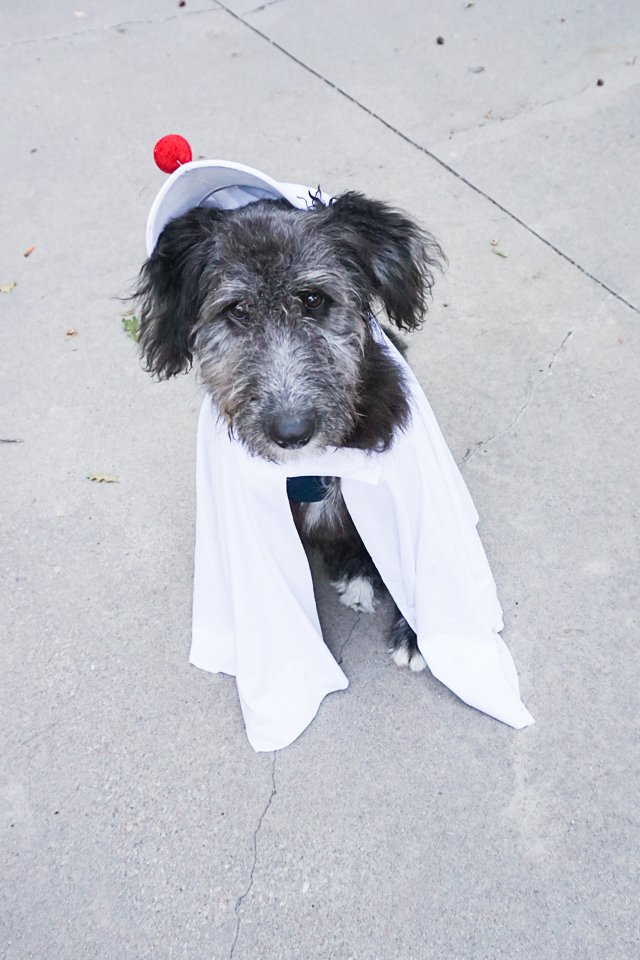 homemade dog ghost costume diy dog ghost costume