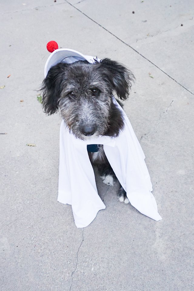 diy dog ghost costume