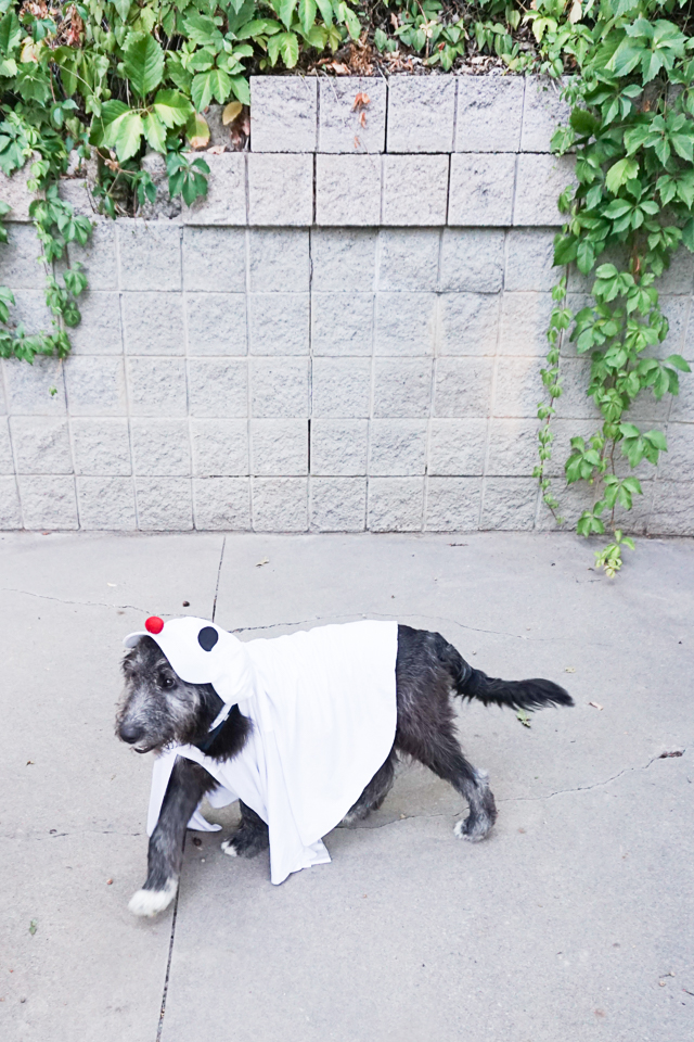 DIY Dog Ghost Costume