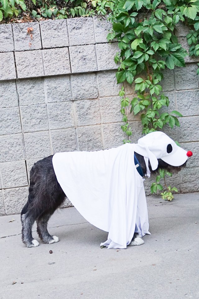 diy dog ghost costume
