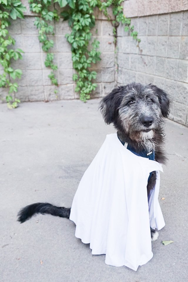 diy dog ghost costume