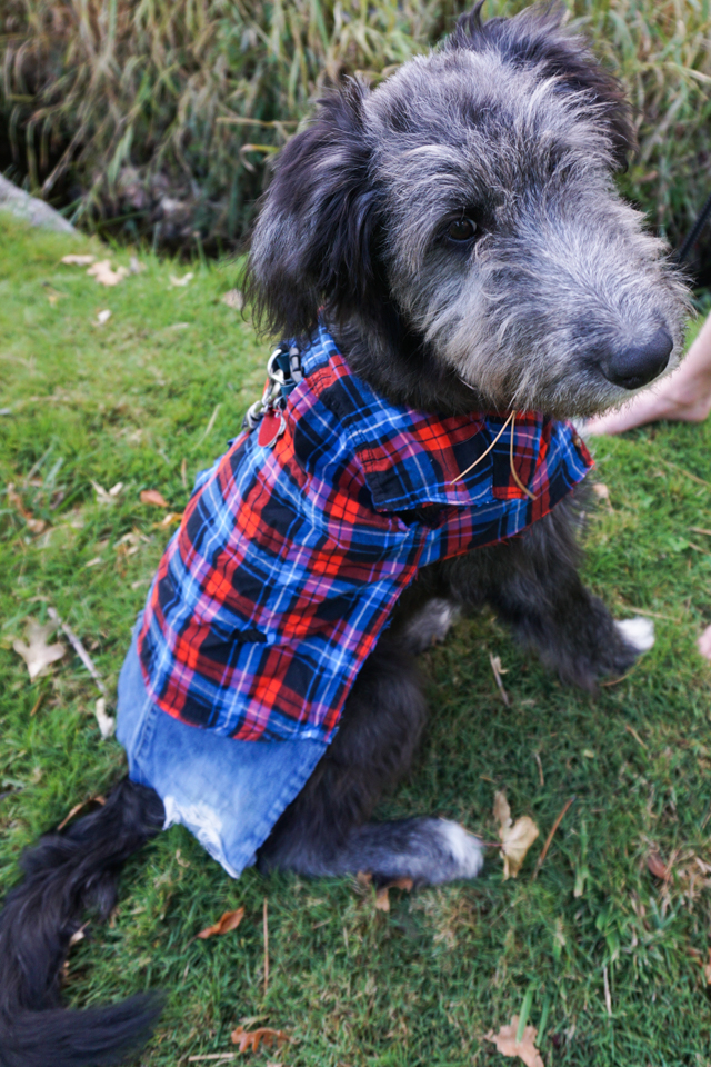 easy diy werewolf dog costume