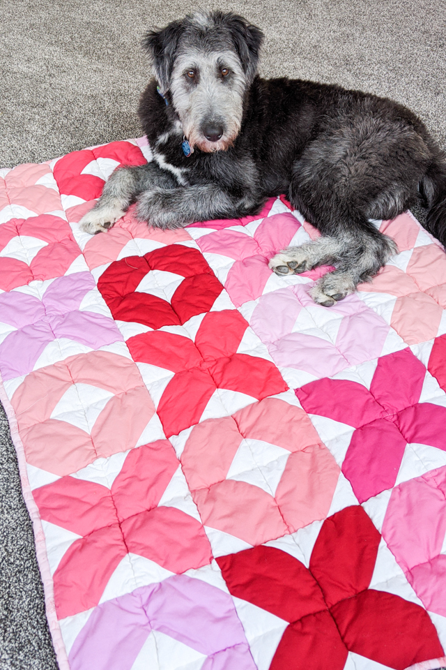 puppy on valentine quilt