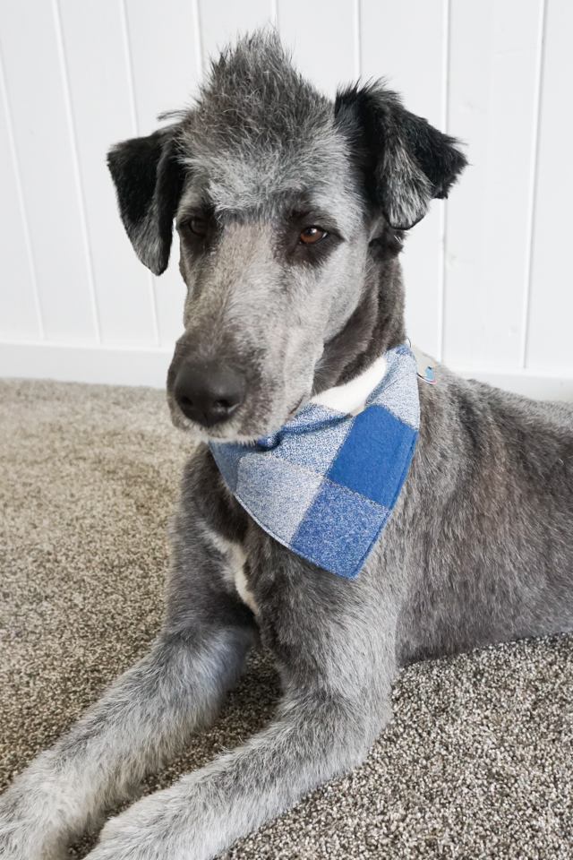 Free Dog Bandana Pattern