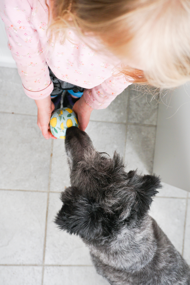 puppy and girl play with fabric ball