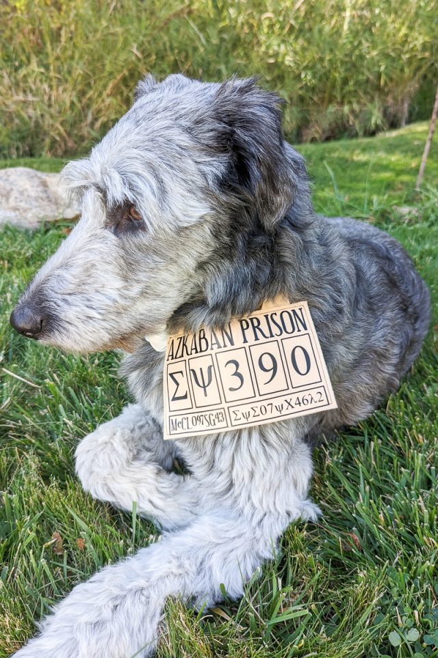 DIY Sirius Black Dog Costume