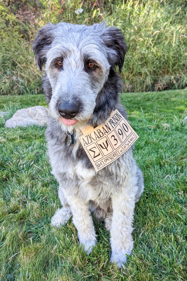 DIY Sirius Black Dog Costume