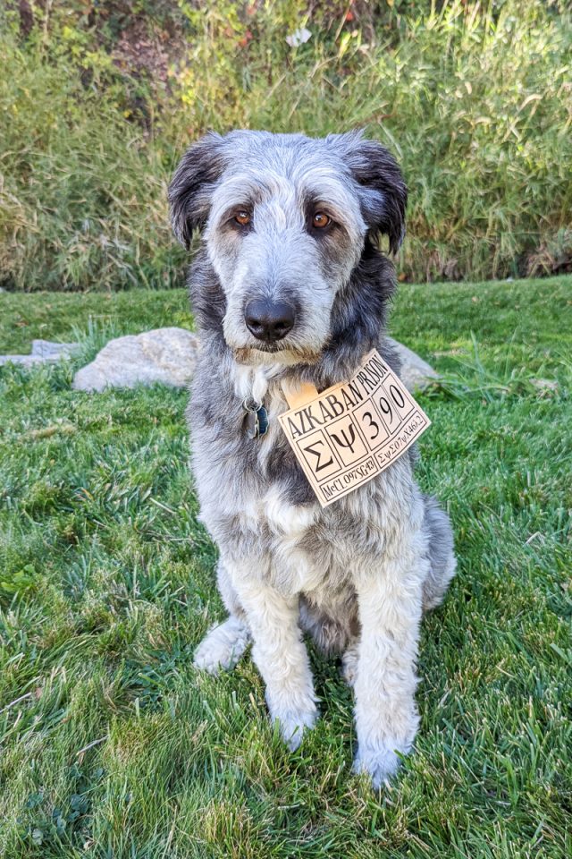 DIY Sirius Black Dog Costume