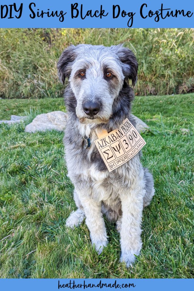 DIY Sirius Black Dog Costume