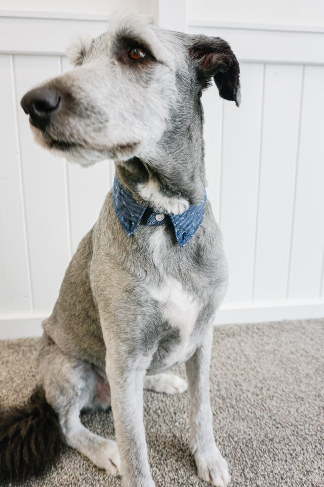 diy dog shirt collar
