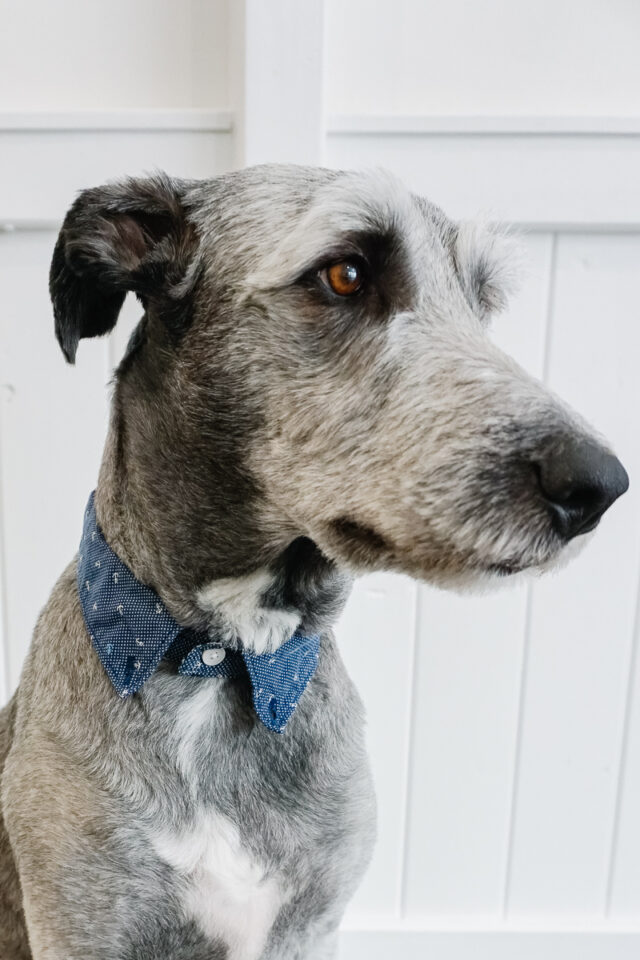diy dog shirt collar
