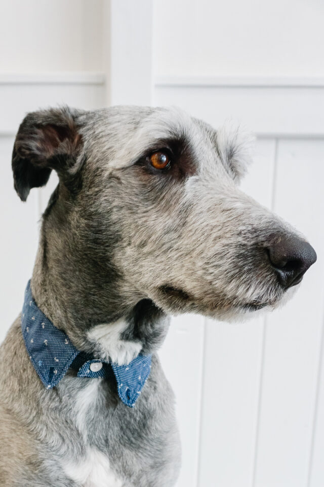 diy dog shirt collar