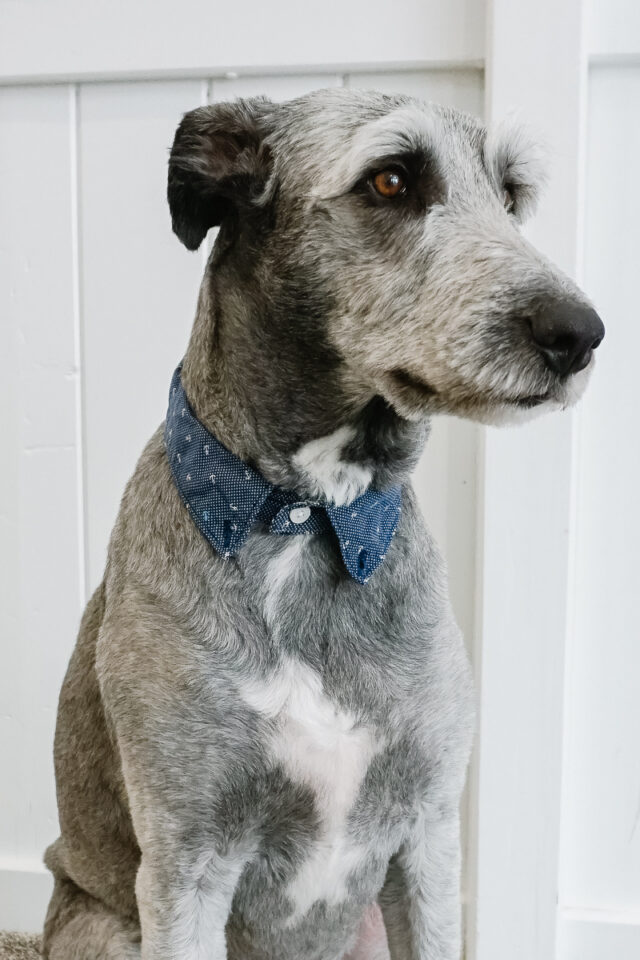diy dog shirt collar