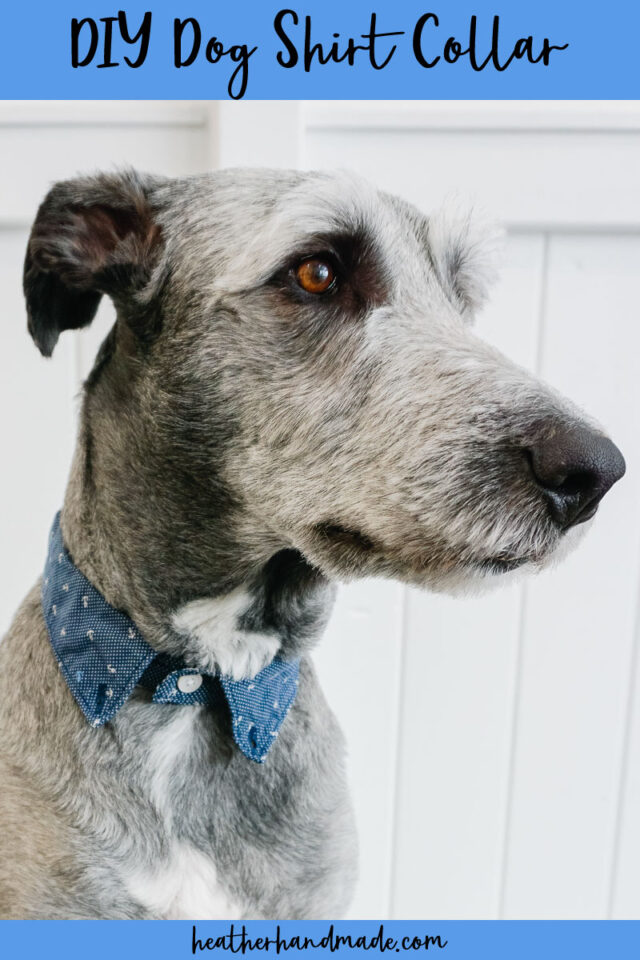 diy dog shirt collar