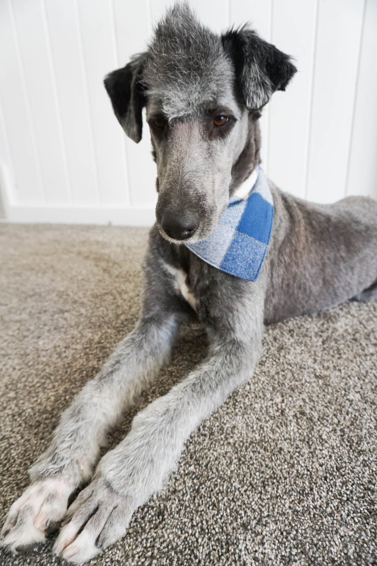 Free Dog Bandana Sewing Pattern