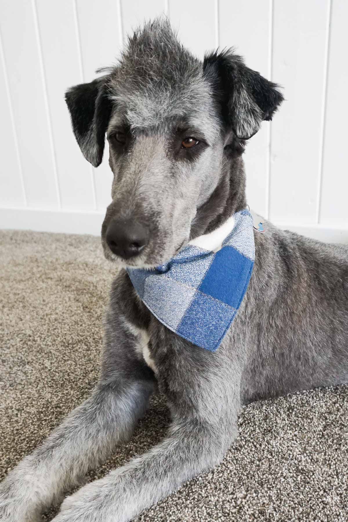 free dog bandana sewing pattern