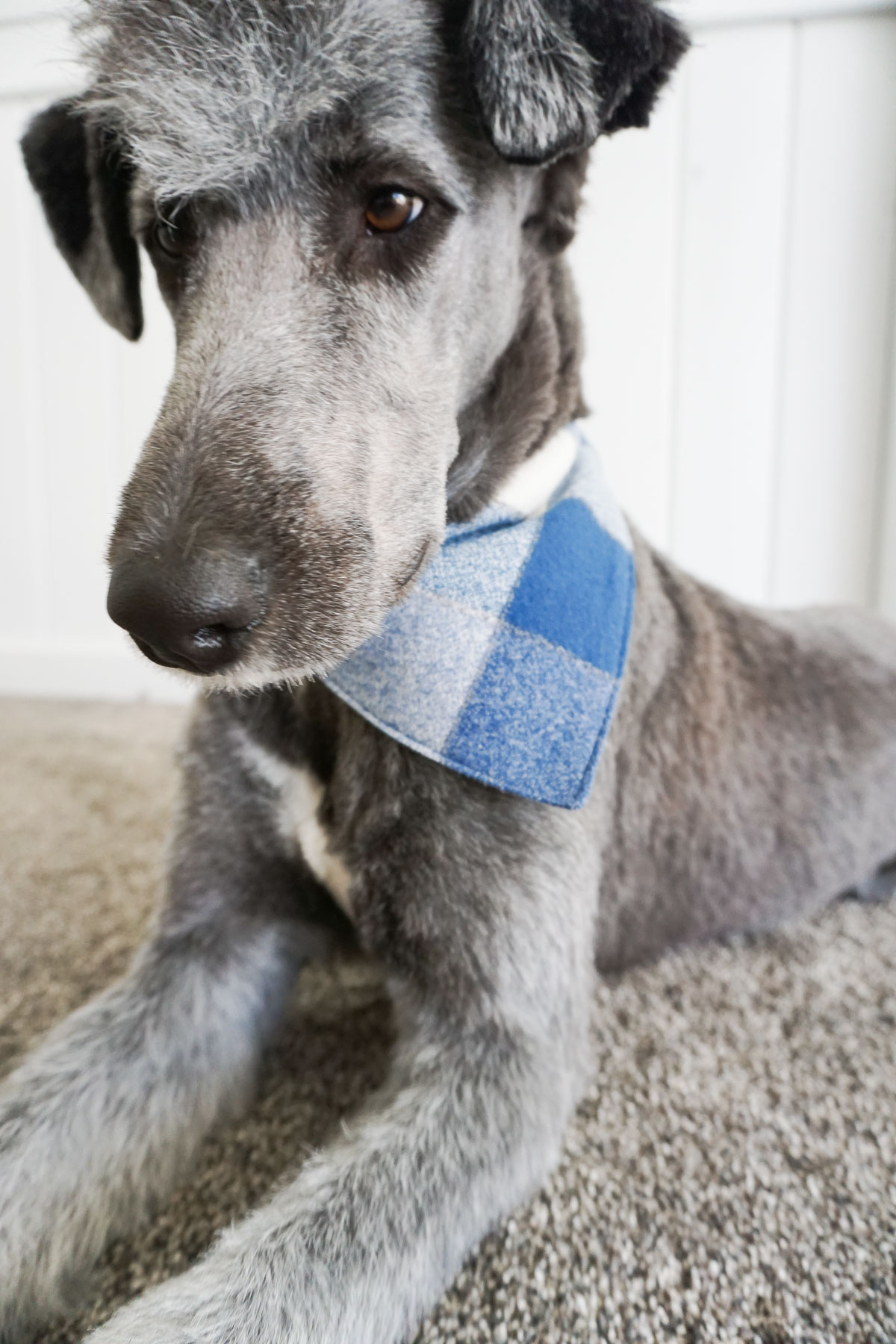 Free Dog Bandana Sewing Pattern