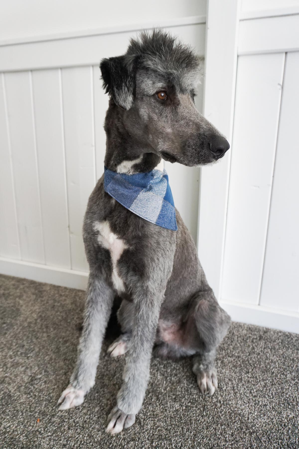Free Dog Bandana Sewing Pattern